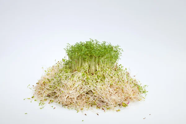 Brotes frescos de alfalfa y berros sobre fondo blanco — Foto de Stock