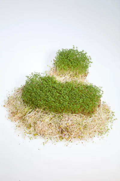 Fresh alfalfa sprouts and cress on white background — Stock Photo, Image