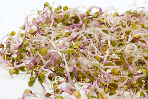 A dieta saudável. Brotos frescos isolados sobre fundo branco — Fotografia de Stock