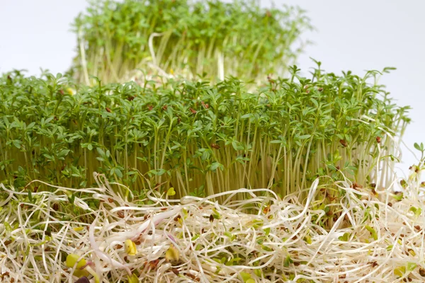 Verse alfalfa spruiten en tuinkers op witte achtergrond — Stockfoto