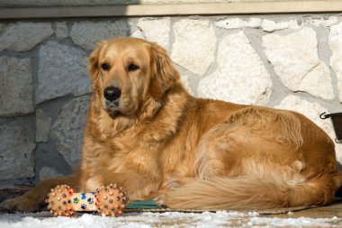 Güzel golden retriever