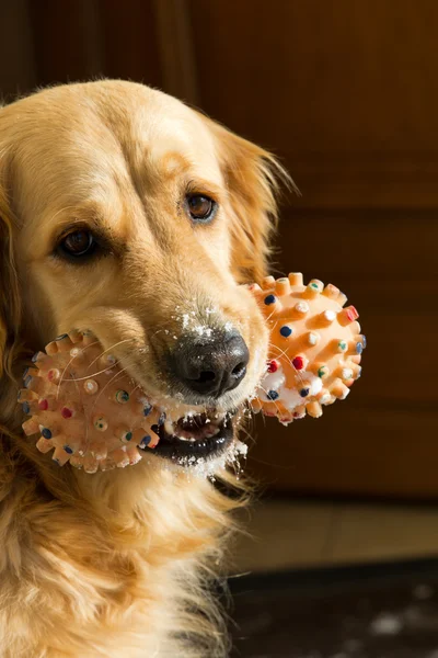 Hermoso golden retriever — Foto de Stock