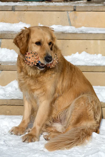 Hermoso golden retriever — Foto de Stock