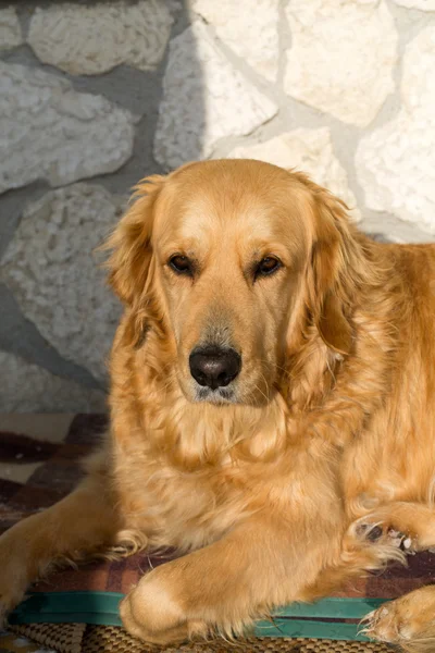 Beautiful golden retriever — Stock Photo, Image