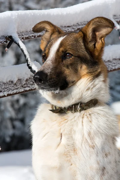 Evsiz köpek hayvan barınağı sıktı — Stok fotoğraf