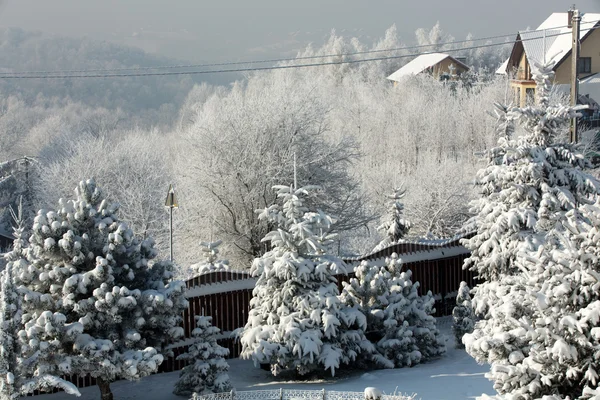 The winter-impression into the frosty day — Stock Photo, Image