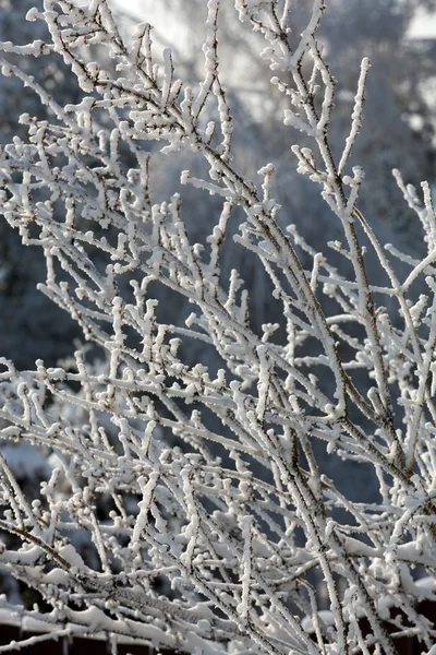 A impressão de inverno no dia gelado — Fotografia de Stock