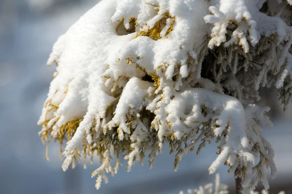 Vinterintrycket in i den frostiga dagen — Stockfoto