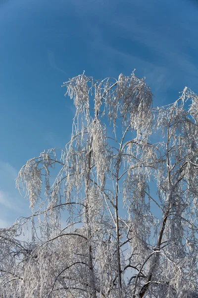 The winter-impression into the frosty day — Stock Photo, Image