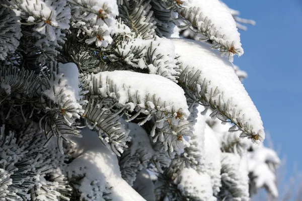 The winter-impression into the frosty day — Stock Photo, Image