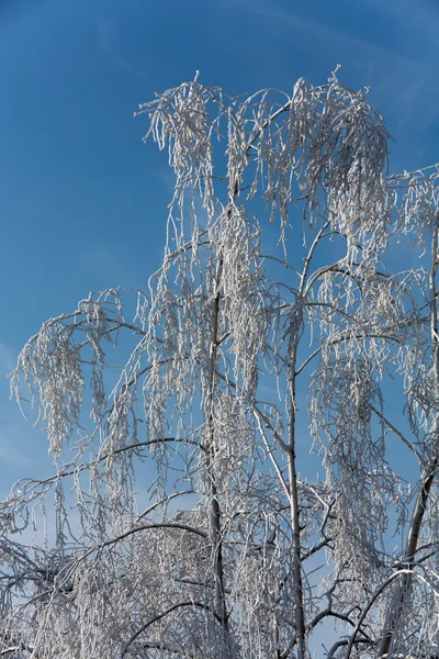 Vinterintrycket in i den frostiga dagen — Stockfoto