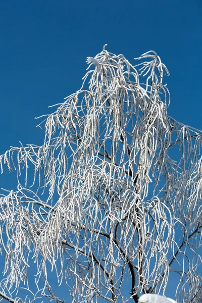 The winter-impression into the frosty day — Stock Photo, Image