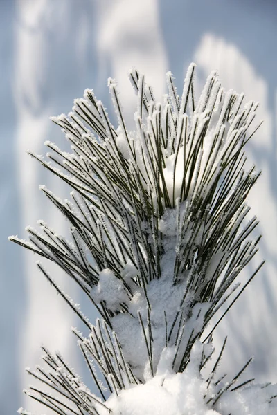 Vinterintrycket in i den frostiga dagen — Stockfoto