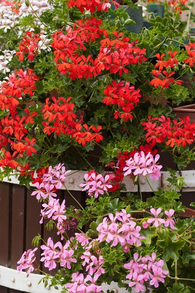 Květiny pelargónie Červená zahrada — Stock fotografie