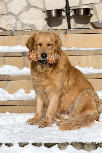 Piękny golden retriever — Zdjęcie stockowe