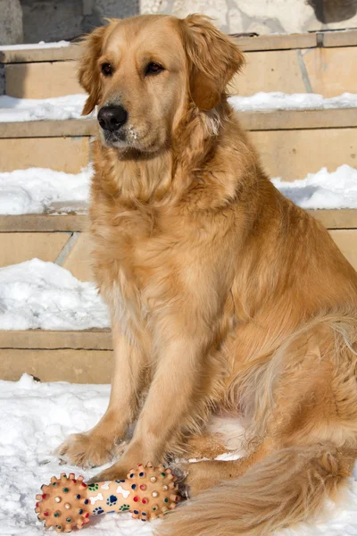 Beautiful golden retriever — Stock Photo, Image