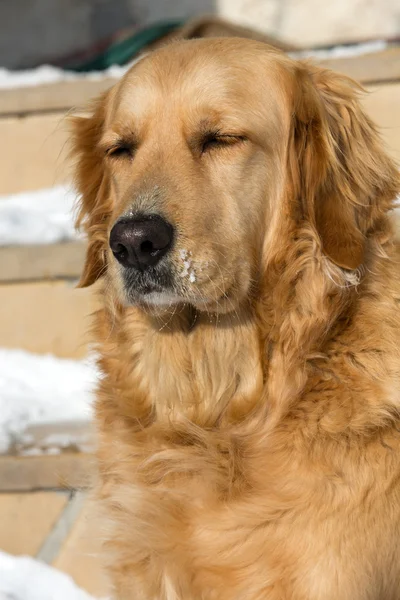 Piękny golden retriever — Zdjęcie stockowe