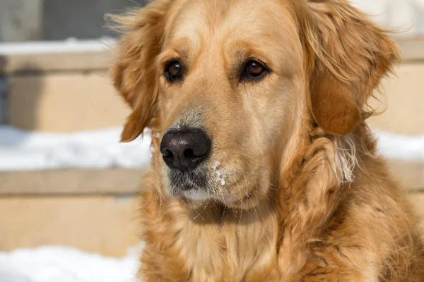 Hermoso golden retriever —  Fotos de Stock