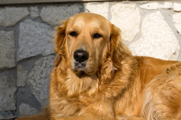 Beautiful golden retriever — Stock Photo, Image