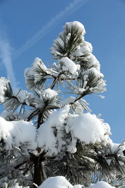 Vinterintrycket in i den frostiga dagen — Stockfoto