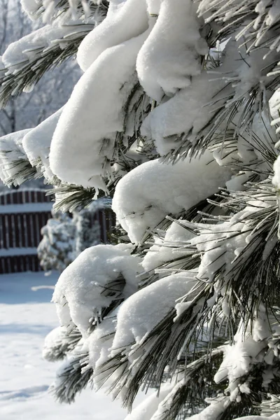 Vinterintrycket in i den frostiga dagen — Stockfoto