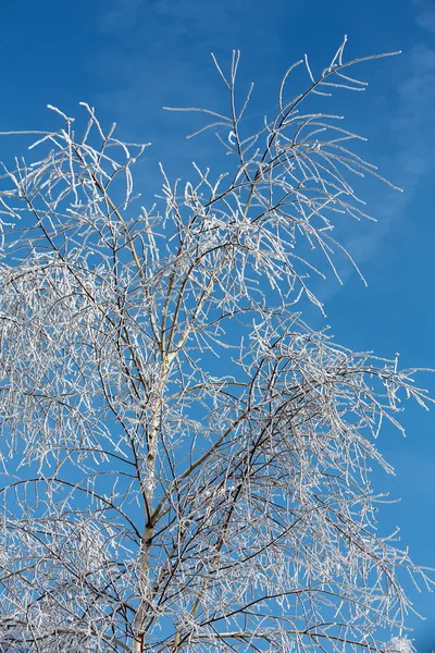 Der winterliche Eindruck in den frostigen Tag — Stockfoto
