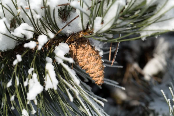 Vinterintrycket in i den frostiga dagen — Stockfoto