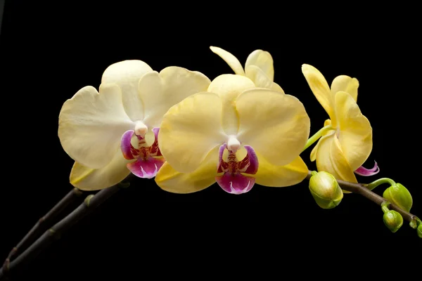 Yellow orchid isolated on black background — Stock Photo, Image