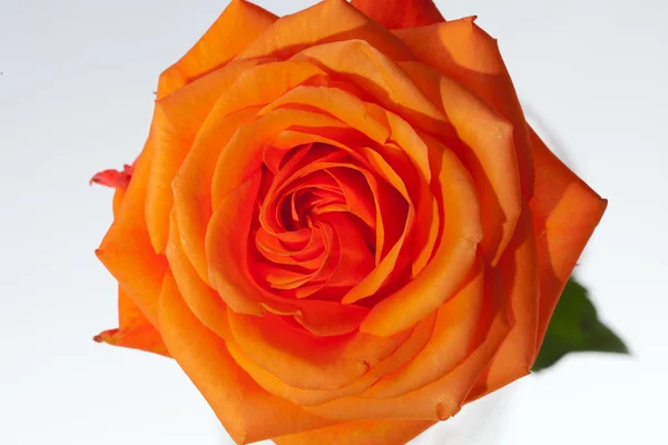 Image rapprochée d'une seule rose orange — Photo