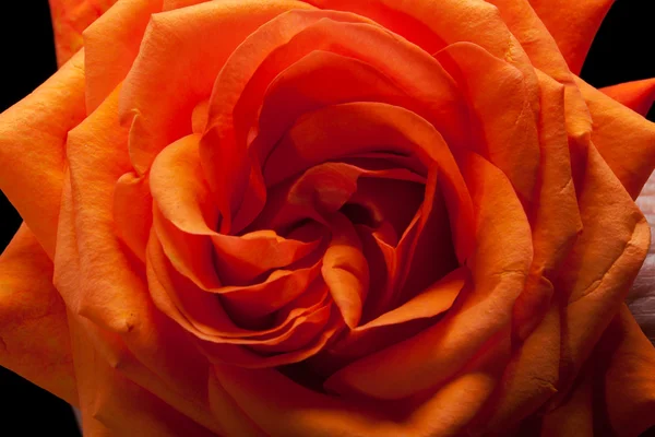 Imagem de close-up de laranja única rosa — Fotografia de Stock