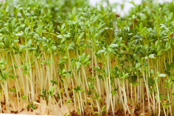 Cress seedlings isolated on white background — Stock Photo, Image