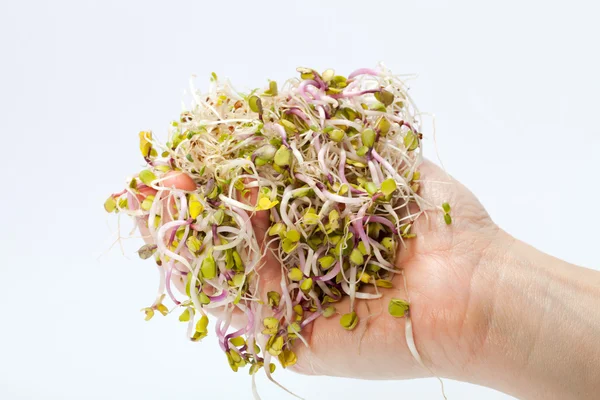 Brotes frescos de alfalfa aislados sobre fondo blanco — Foto de Stock