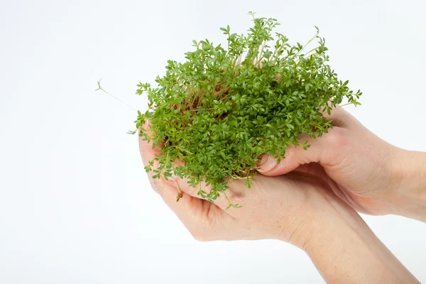 Fresh cress in the hand isolated on white background — Stock Photo, Image