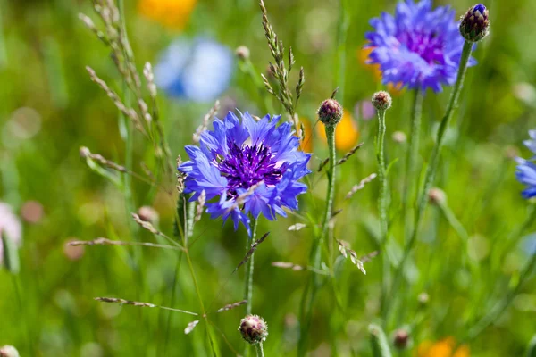 Cornflower flowers on meadow — Stock Photo, Image