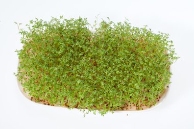 Beyaz arka plan üzerinde izole cress fidan