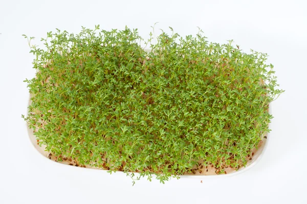 Cress seedlings isolated on white background — Stock Photo, Image