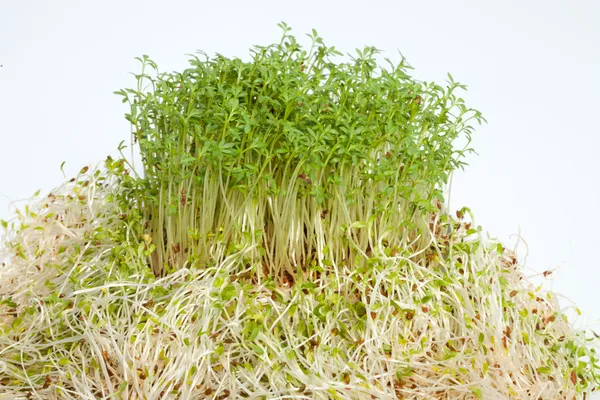 Fresh alfalfa sprouts and cress on white background — Stock Photo, Image