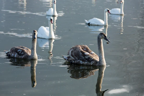 Belos cisnes brancos flutuando na água — Fotografia de Stock