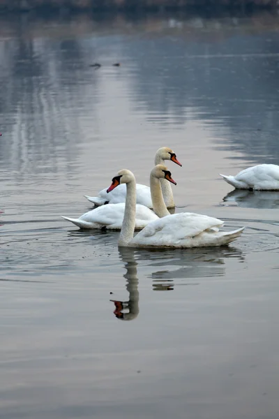 Bellissimi cigni bianchi galleggianti sull'acqua — Foto Stock