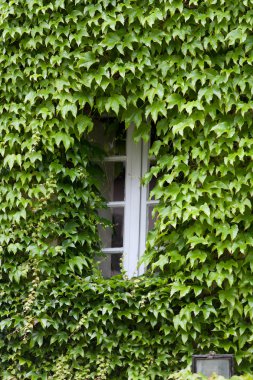 Bina üzüm asma ile kaplı. Burgonya, Fransa