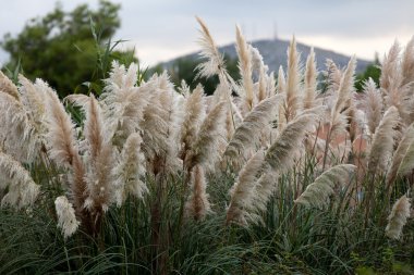 Cortaderia selloana or Pampas grass blowing in the wind clipart