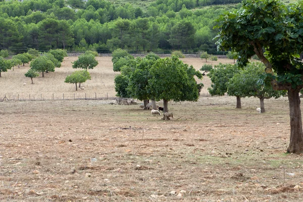 Kudde schapen staande — Stockfoto