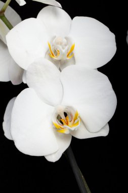 izole siyah üzerine beyaz orkide