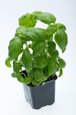 Beyaz arkaplanda taze fesleğen yaprakları