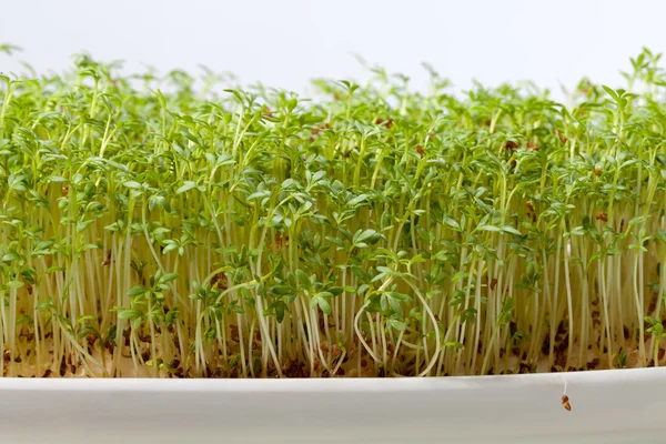 Cress seedlings isolated on white background — Stock Photo, Image