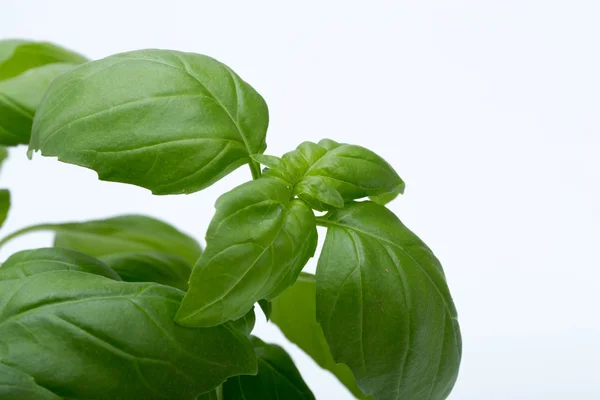 Fresh basil leaves isolated on white background — Stock Photo, Image