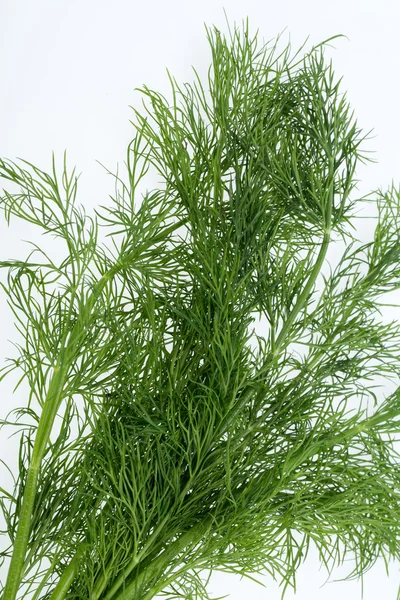 Grön dill isolerad på vit bakgrund. — Stockfoto