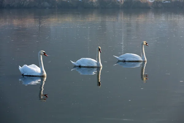 Hermosos cisnes blancos flotando en el agua —  Fotos de Stock