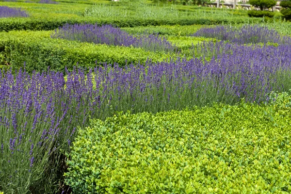 Gärten mit dem blühenden Lavendel auf Schlössern im Tal der Loire — Stockfoto