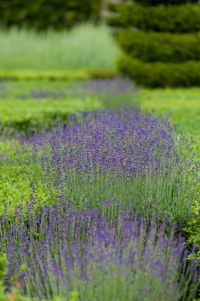 Gärten mit dem blühenden Lavendel auf Schlössern im Tal der Loire — Stockfoto
